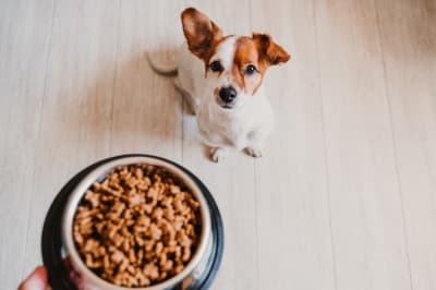 Best Diet Options for Dogs with Food Allergies | Greensboro Vet