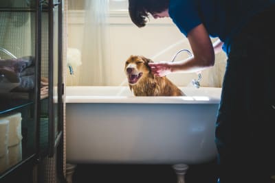 Oatmeal Bath for Dogs, Greensboro Vet
